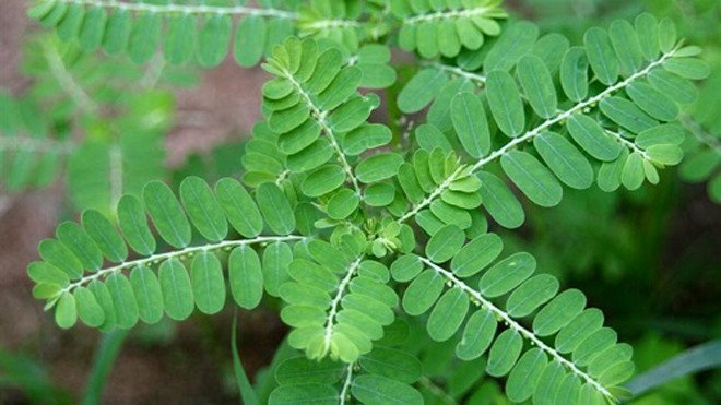 Cây diệp hạ châu (chó đẻ). Ảnh: diephachau.