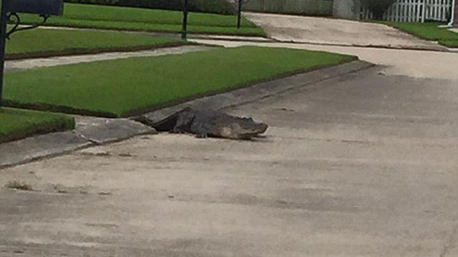 Kinh hãi cảnh cá sấu bật nắp cống chui ra 'dạo phố'