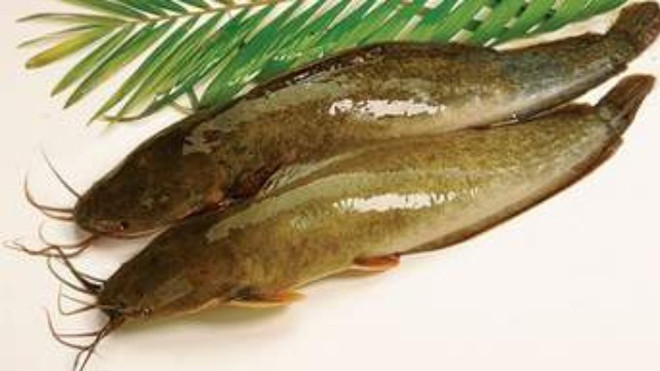 Cá trê - Bổ thận, bổ huyết, tráng dương