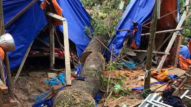 Cây đổ đè trúng lán của nhóm công nhân. Ảnh: Nhật Tân/Zing