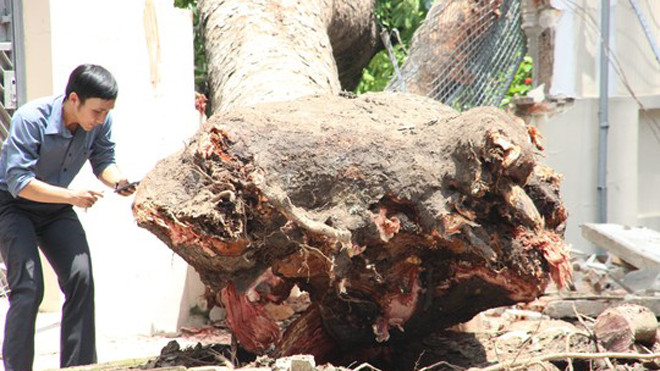 Cổ thụ đè sập tường rào Tổng Lãnh sự quán Nga