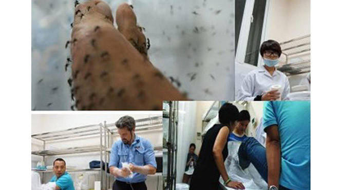 Các chuyên gia y tế thử nghiệm cho muỗi ăn máu người để nghiên cứu dự án "tiêm vắc-xin cho muỗi". 