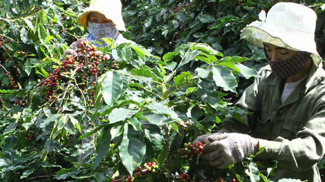 Nông dân Hướng Hóa đang gặp khó vì giá cà phê xuống thấp. Ảnh: N.V