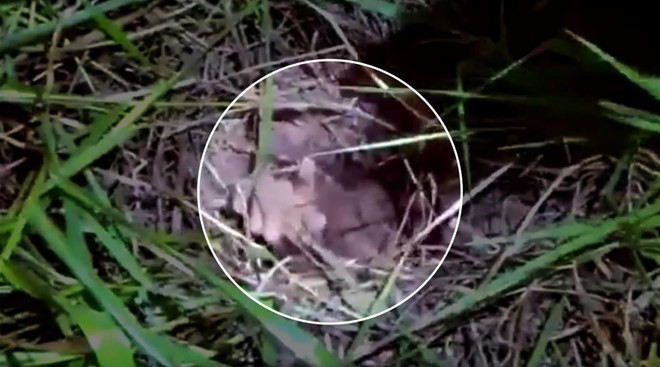 Tù nhân bị mắc kẹt trong đường hầm khi đang vượt ngục