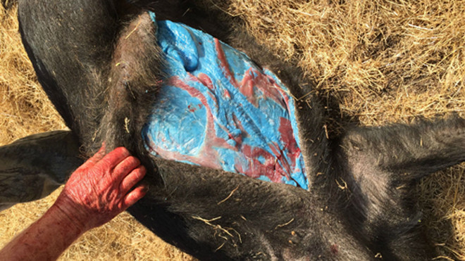 Thịt con lợn vẫn có màu đỏ bình thường, trong khi mỡ màu xanh. Ảnh: Iflscience