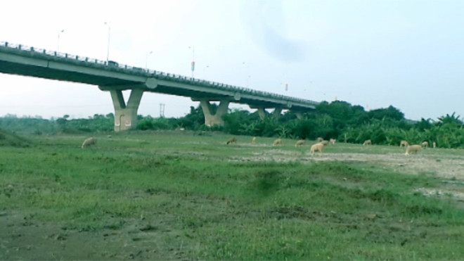 Kiếm trăm triệu mỗi năm nhờ chăn cừu ở chân cầu Vĩnh Tuy