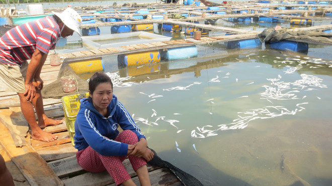 Cá chết trắng bè của người dân