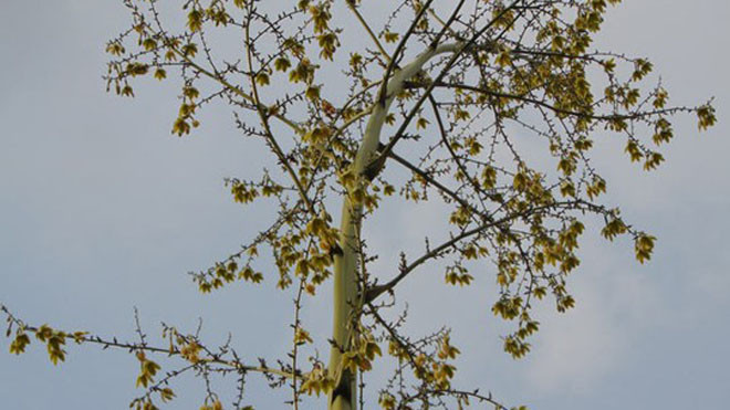 Kiểng lạ có hoa 6 cánh, màu vàng