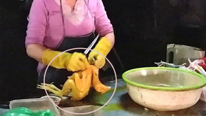 Gà sau khi được nhuộm thuốc có màu vàng bắt mắt