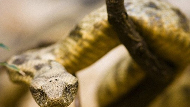 Hình minh họa (Daily Mail)