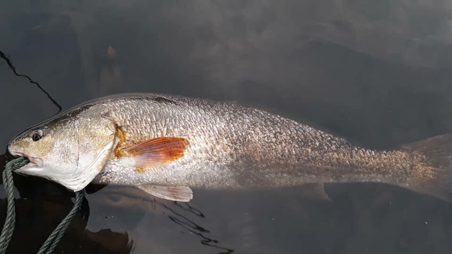 Ngư dân Quảng Bình bắt được cá nặng 3 kg nghi sủ vàng 