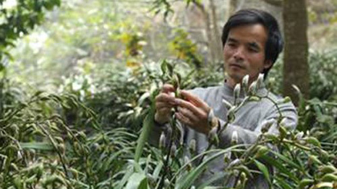 Ông Vi cho biết thời tiết thuận lợi, địa lan năm nay nhiều ngồng, hoa to và đẹp mã.