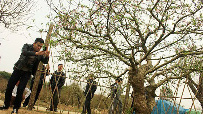 Nhiều người chụp ảnh cây đào có giá 200 triệu đồng - Ảnh: V.N.K