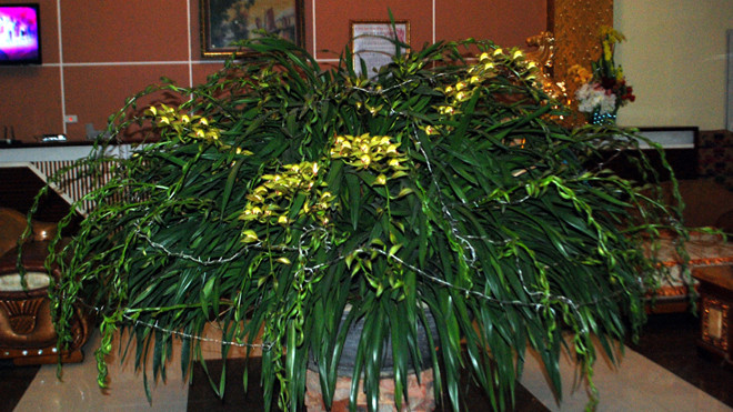 Chậu hoa địa lan Trầm Mộng có 103 cành hoa cùng nở vào dịp Tết Ất Mùi 2015