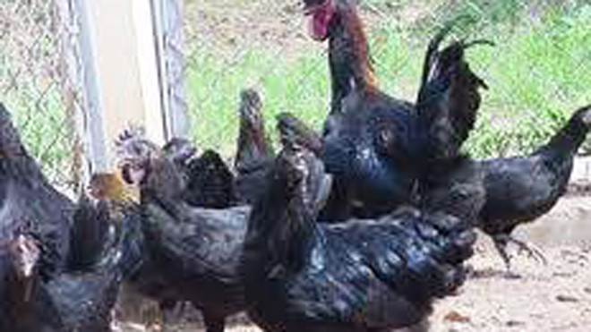 Gà Mông đen vào dịp Tết có giá 400.000 đồng/kg được nhiều khách đặt hàng. 