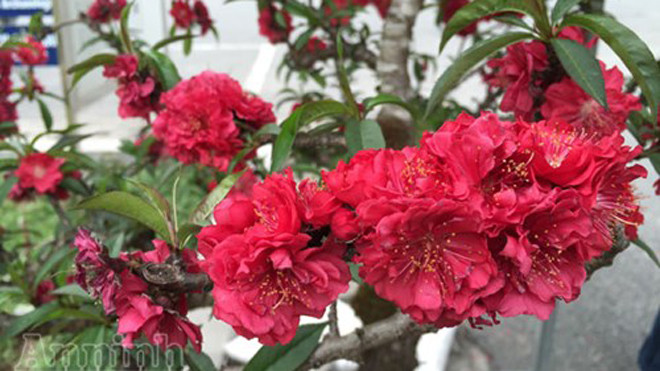 Cận cảnh vẻ đẹp của đào Thất Thốn. Một đoạn cành dài bằng lóng tay nở cả chùm 7 bông hoa thắm