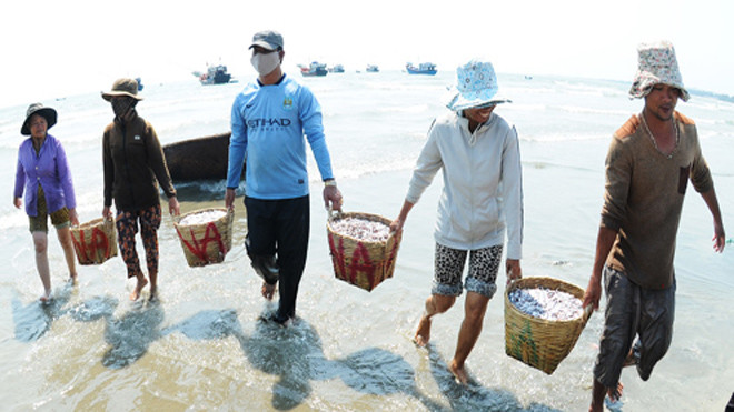 Ngư dân Quảng Ngãi tất bật khiêng những sọt cá cơm đầy ắp từ ngoài tàu vào bờ bán cho thương lái. Ảnh: Trí Tín.