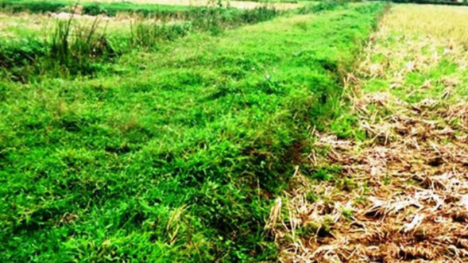 Bờ đất đang còn ở cánh đồng của hai làng mà các cụ cao niên kể được làng Quang Ốc đào trong 1 đêm để phân chia đất đai giữa 2 làng