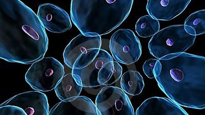 Trường sinh bất lão - giấc mơ không xa?