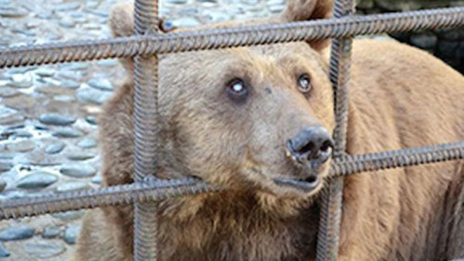 Một trong hai con gấu cần phải cai nghiện. Ảnh: Mirror