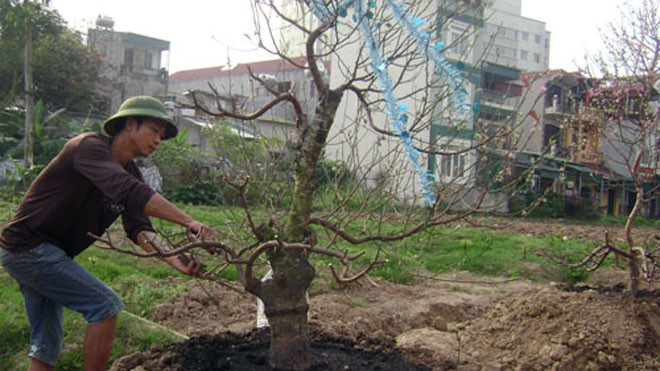 Chi phí chăm sóc đào hoàn toàn phụ thuộc giá thị trường, do đó các chủ vườn đều rất chu đáo tạo thế mới để năm tới, cây sẽ được giá. Ảnh: T.T 
