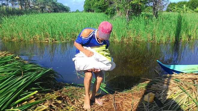 Xưa kia cây bồn bồn chỉ là cây gây hại cho người bà con nông dân trồng lúa