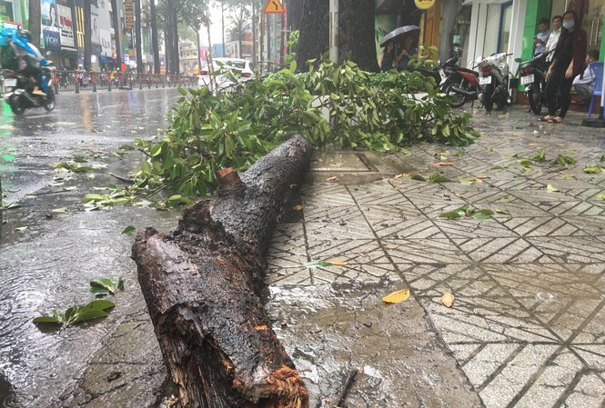Quận 10 lên tiếng về sự cố cây xanh làm 3 người thương vong