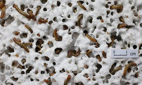 Sâu bột có thể ăn xốp cách nhiệt và tạo ra chất thải có thể bị phân hủy bởi vi khuẩn. Ảnh: Yu Yang/ Đại học Stanford.