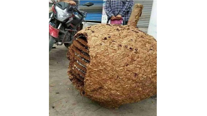 Tổ ong 40 kg được tìm thấy trong cánh rừng ở Hà Nam, Trung Quốc. Ảnh: Sina Weibo.