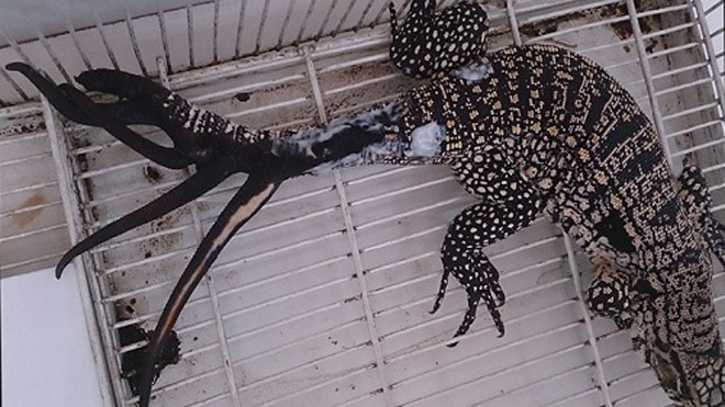 Con thằn lằn có 6 đuôi ở Argentina. Ảnh: New Science.