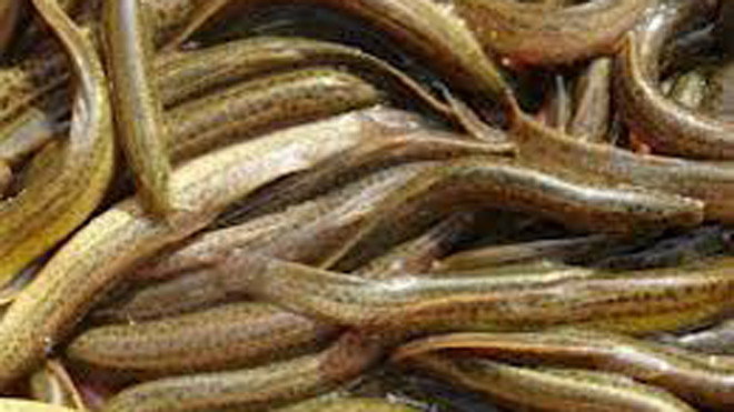 Cá chạch bổ thận tráng dương cho quý ông