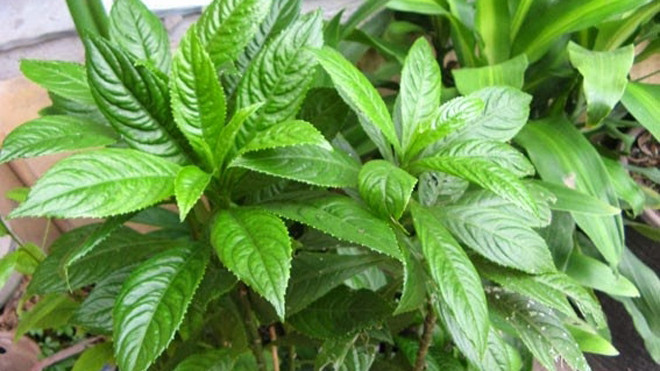 Lá xương xông có tác dụng tốt trong hỗ trợ điều trị đau xương khớp (Ảnh minh họa)