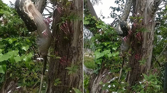 Kinh hãi trăn khổng lồ nuốt gọn thú có túi