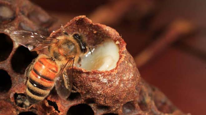 Sữa ong chúa (màu trắng ngà) rất được tin dùng trong phòng và trị bệnh, trong đó bao gồm cả chữa yếu sinh lý