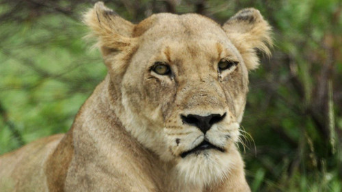 Sư tử. Ảnh minh họa: BBC