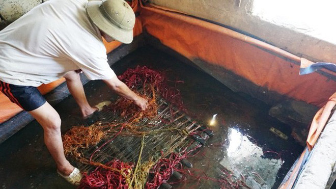 Bể nuôi lươn bằng “công nghệ” thuốc tránh thai của ông TND (Hưng Nguyên).