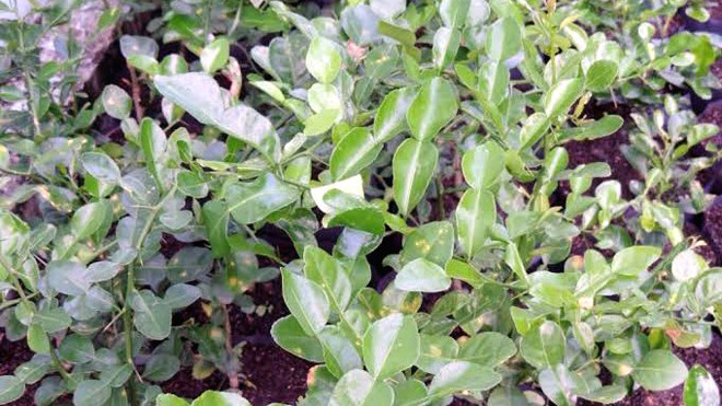 Lá chanh hiện không chỉ cung cấp cho các nhà hàng mà còn để sấy khô nên thường được mua với số lượng lớn. 