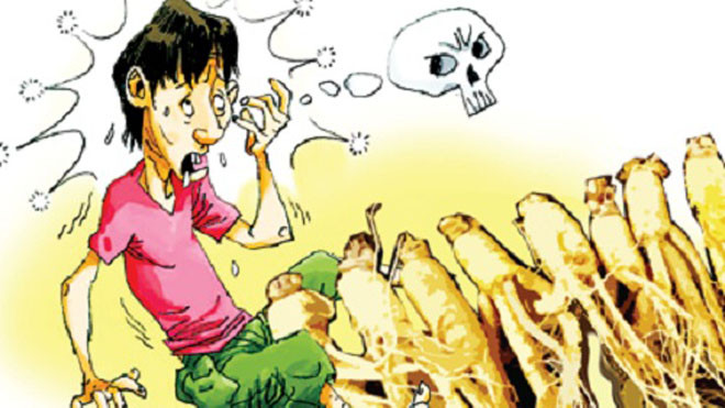 Suýt mất cả vợ và con vì... nhân sâm