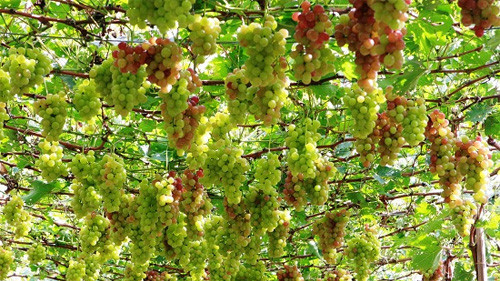 Phục hồi thị lực mắt nhờ nho