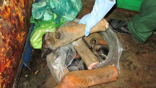 Chân trâu bò trước khi sơ chế 