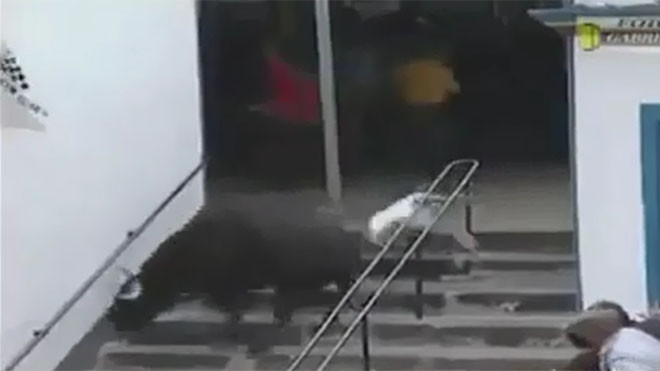 Kinh hoàng bò tót điên cuồng tấn công khán giả