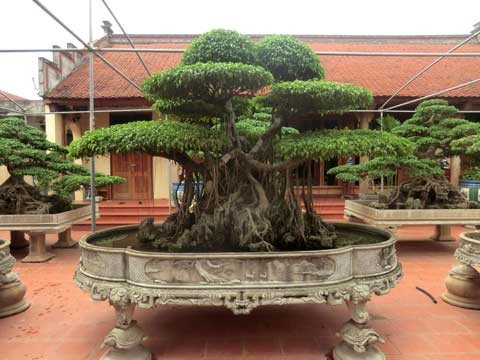 Cây cửu phẩm là bảo bối trong khu vườn của ông Ngọ. 