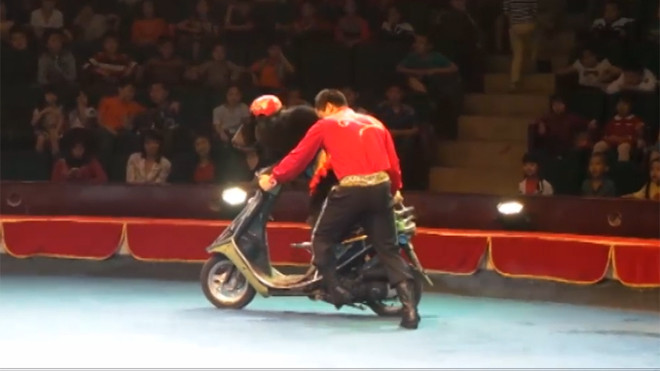 Nghề huấn luyện thú hoang thành 'diễn viên'