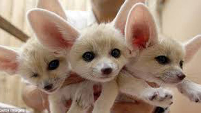 50 triệu đồng một con cáo sa mạc