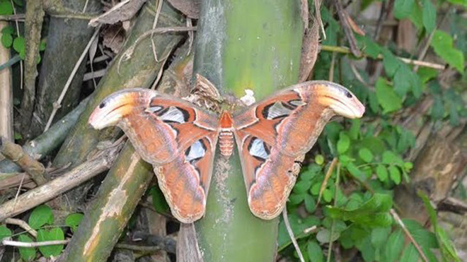 Phát hiện bướm khổng lồ trong lúc chặt tre