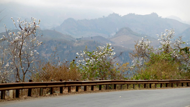 Tây Bắc đẹp thơ mộng mùa hoa ban nở