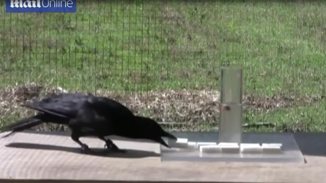 Xem quạ đen thể hiện trí thông minh