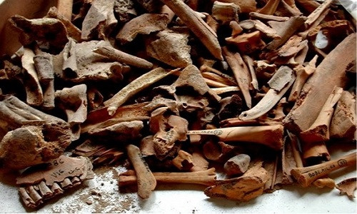 Xương bò, dê, cừu được mang đi phân tích để làm sáng tỏ việc thực hành chăn nuôi lấy thịt và sữa ở khu vực Địa Trung Hải trong thời kỳ Đồ đá mới. Ảnh: Jean-Denis Vigne.