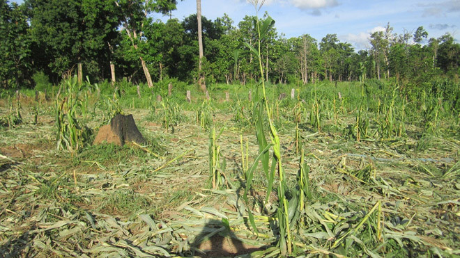 Một rẫy ngô bị voi xéo