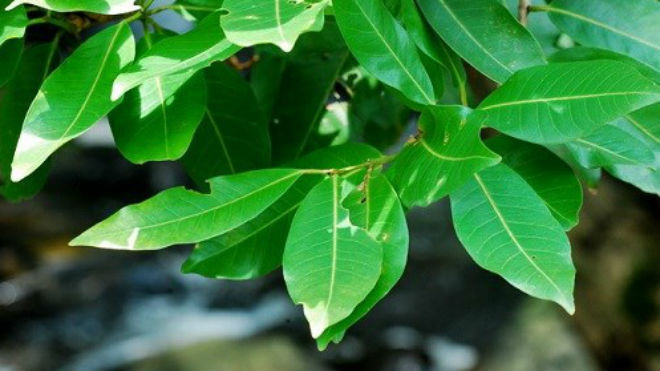 5 loại lá trị viêm đại tràng mãn tính cực nhạy